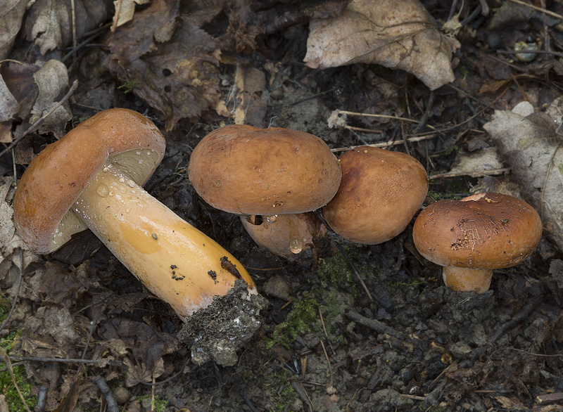 Lactarius volemus